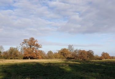 Wenny Rd meadow adjacent to therapy room