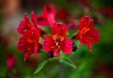 Vibrant red Alstroemeria Peruvian lilies blooming in a lush garden with a blurred green background.
