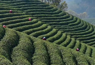 Xinyang tea garden in Henan China