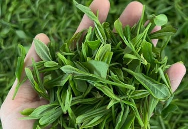 Premium Chinese green tea from Xinyang
