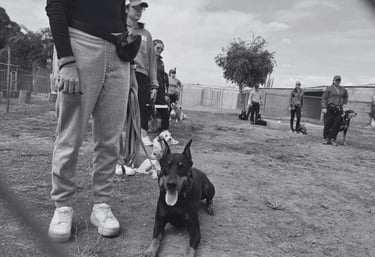 Club de trabajo canino durante una clase grupal para graduados de Dog Mom en San Luis Potosí