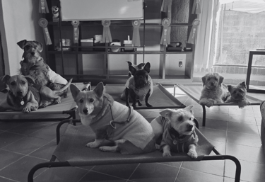 Guarderia canina en San Luis Potosí