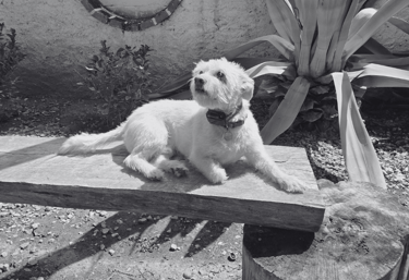 Perro pequeño y blanco sentado sobre una banca de madera mientras usa su ecollar 
