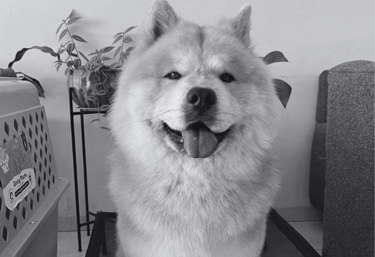 Chow Chow peludo y con expresión feliz sentado en una cama elevada al interior de una casa 