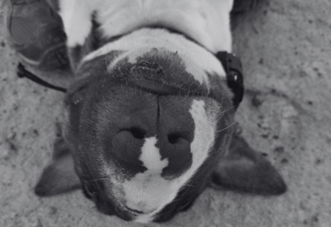 Bull terrier recostado mientras escucha comandos de su entrenador en clase de educación canina