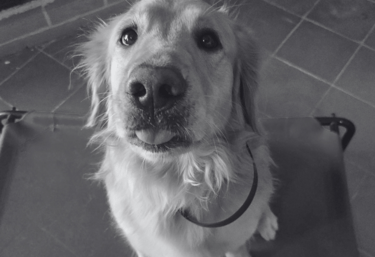 Golden retriever sentado sobre una cama elevada mientras saca la lengua con mirada tierna
