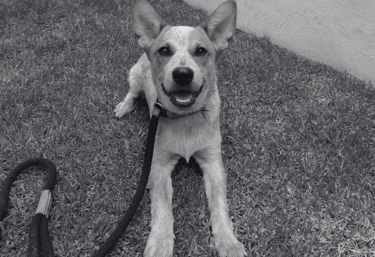 Cachorro de red heeler echado en el pasto durante su paseo en San Luis Potosí