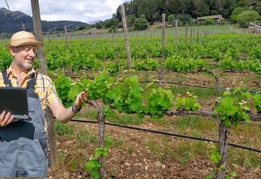Asesoría Técnica en viñedos en Mallorca