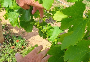 servicios ecológicos para viñedos en mallorca