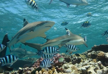 requin-pointes-noires