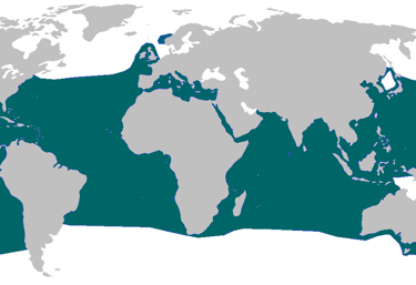 repartition-geo-requin-mako