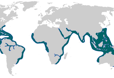 repartition-geographique-requin-bouledogue