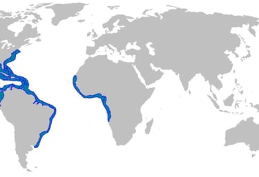 repartition-geographique-requin-citron