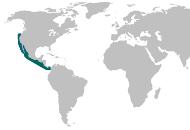 repartition-geographique-requin-leopard