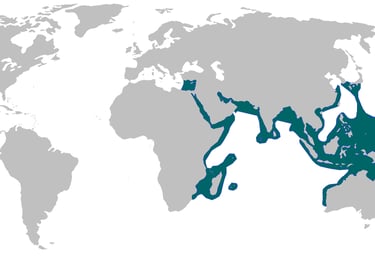repartition-geographique-requin-pointe-noire