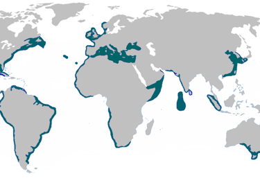 repartition-geographique-requin-renard-commun