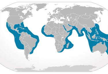 repartition-geographique-requin-tigre