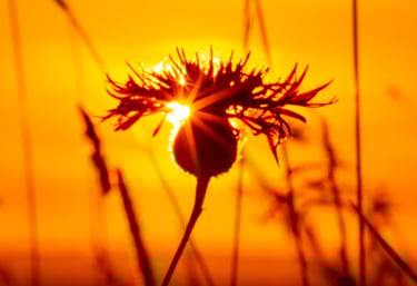 Photography of a flower amongst grass with the sun setting in the background. landscape.