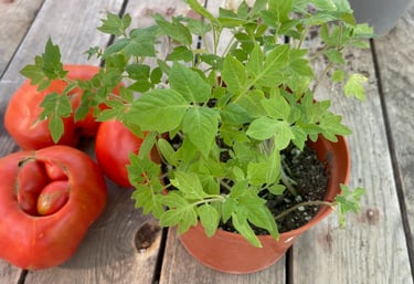 cultivar tomates