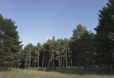 A wide shot of a dense green pine forest bordering a grassy meadow under a clear blue sky.