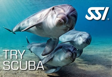 Drei Delphine im Wasser mit Try Scuba SSI Logo von Specialdive