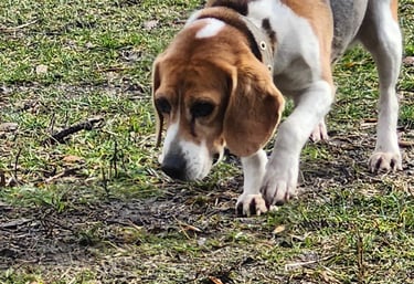 Beagle dog sniffing out Little Britain Pet Resort