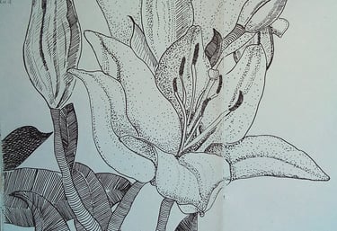 flower sketch lily drawing