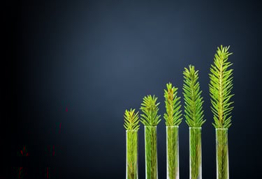 Four pine tree saplings in different sized test tubes