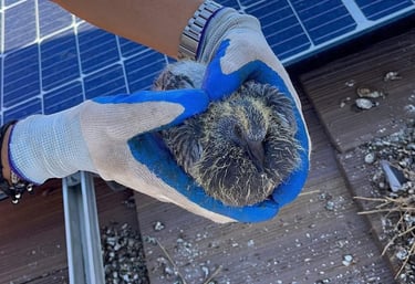 A Person removing a baby Pigeon under Solar Panels