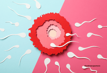 óvulo, esperma, fecundação, infertilidade feminina e masculina
