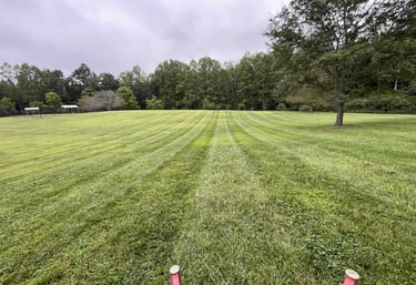 Tall Fescue Green Grass Mowing