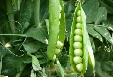 Vaina con chícharos