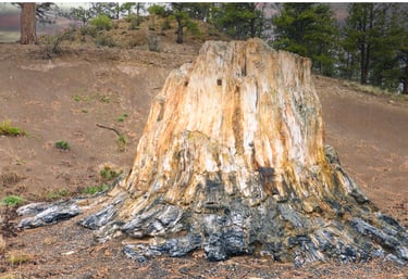 Petrified Tree Stump