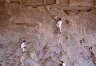 Dinosaur bones mass graves 3