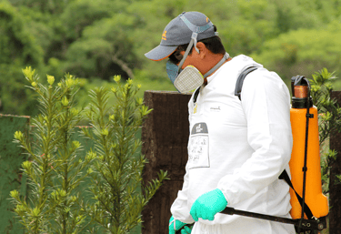 dedetização com pulverizador