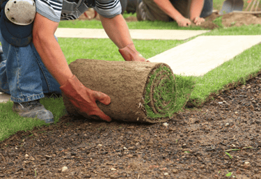Professional sod installation creating instant lawn coverage
