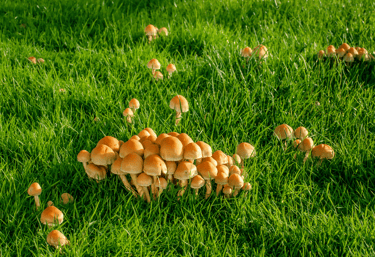 Mushrooms growing in a residential lawn indicating excess moisture and organic matter