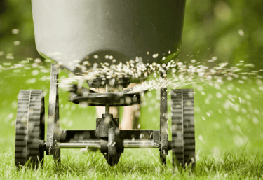 Overseeding a lawn to fill bare spots and improve grass thickness and color