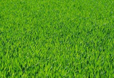 Healthy green lawn after professional fertilization and weed control treatment by a local lawn care 