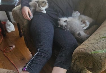 mitted blue eyed ragdoll kittens