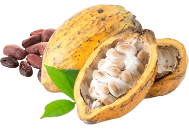 Cacao de la Sierra Nevada de Santa Marta 