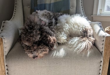 a fluffy brown and white dog laying on a tufted chair in a room