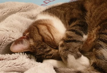 C'est cool la vie de chat