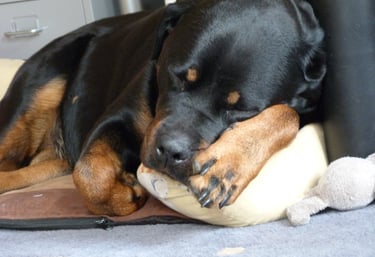 a dog is sleeping on a pillow on the floor