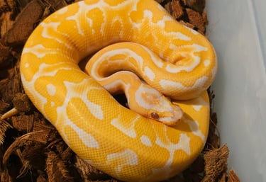 Lavender Ball Python