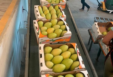 mango ataulfo en caja. ideal para distribuidores y horeca. mexico para el mundo