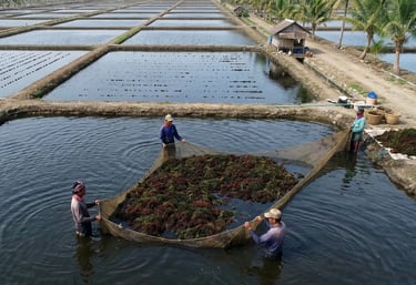Indonesian farmers harvesting Gracilaria seaweed in Banten ponds, Indonesia