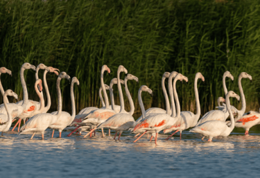 Al Marmoom and Al Qudra Lakes 