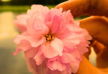Hand holding pink flower to reflect inspiration, down to earth, sharing wisdom, nature.