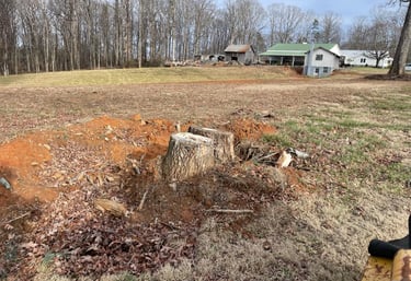 A (double) stump before actual grinding.